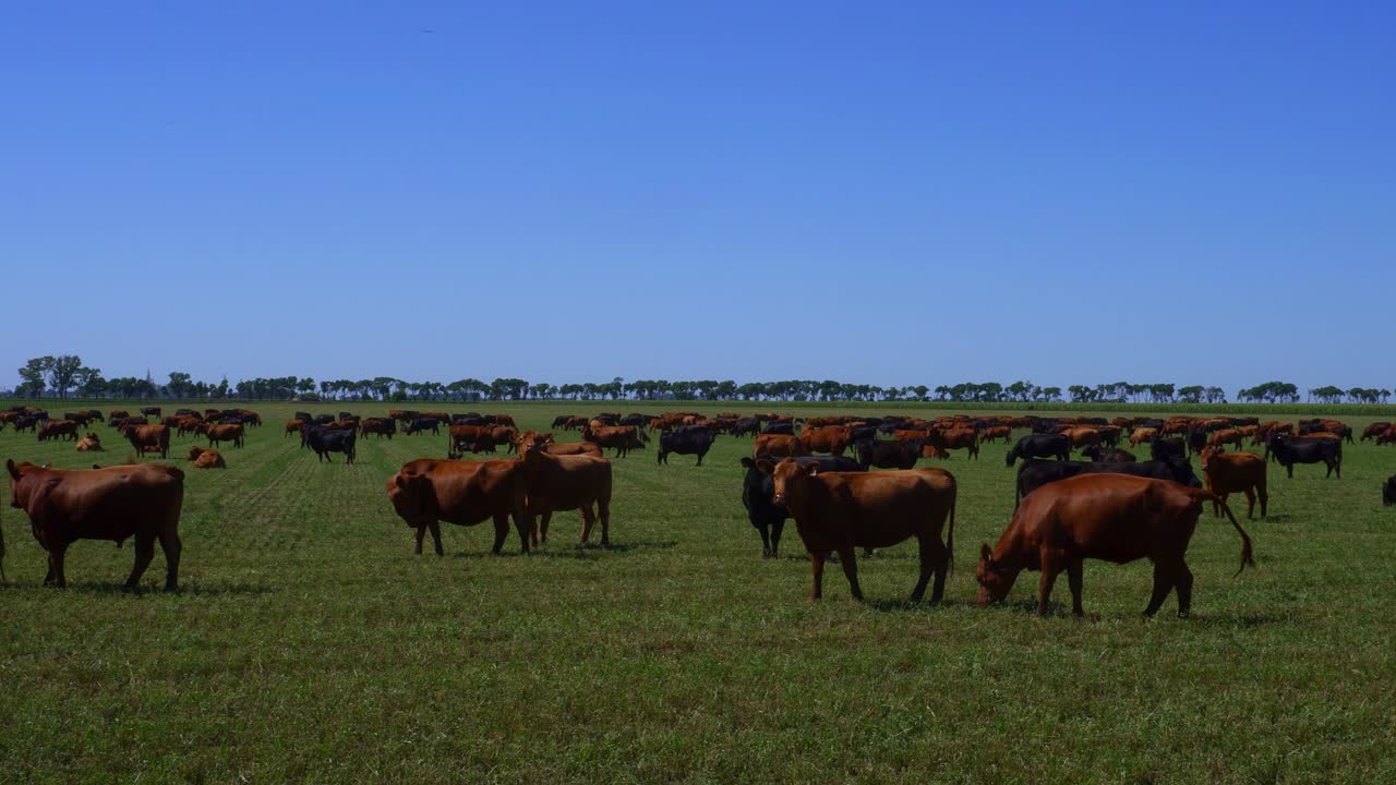 ganado pastando en un campo con una arboleda distante en una mañana soleada