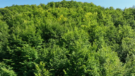 verano volando sobre el bosque mixto verde