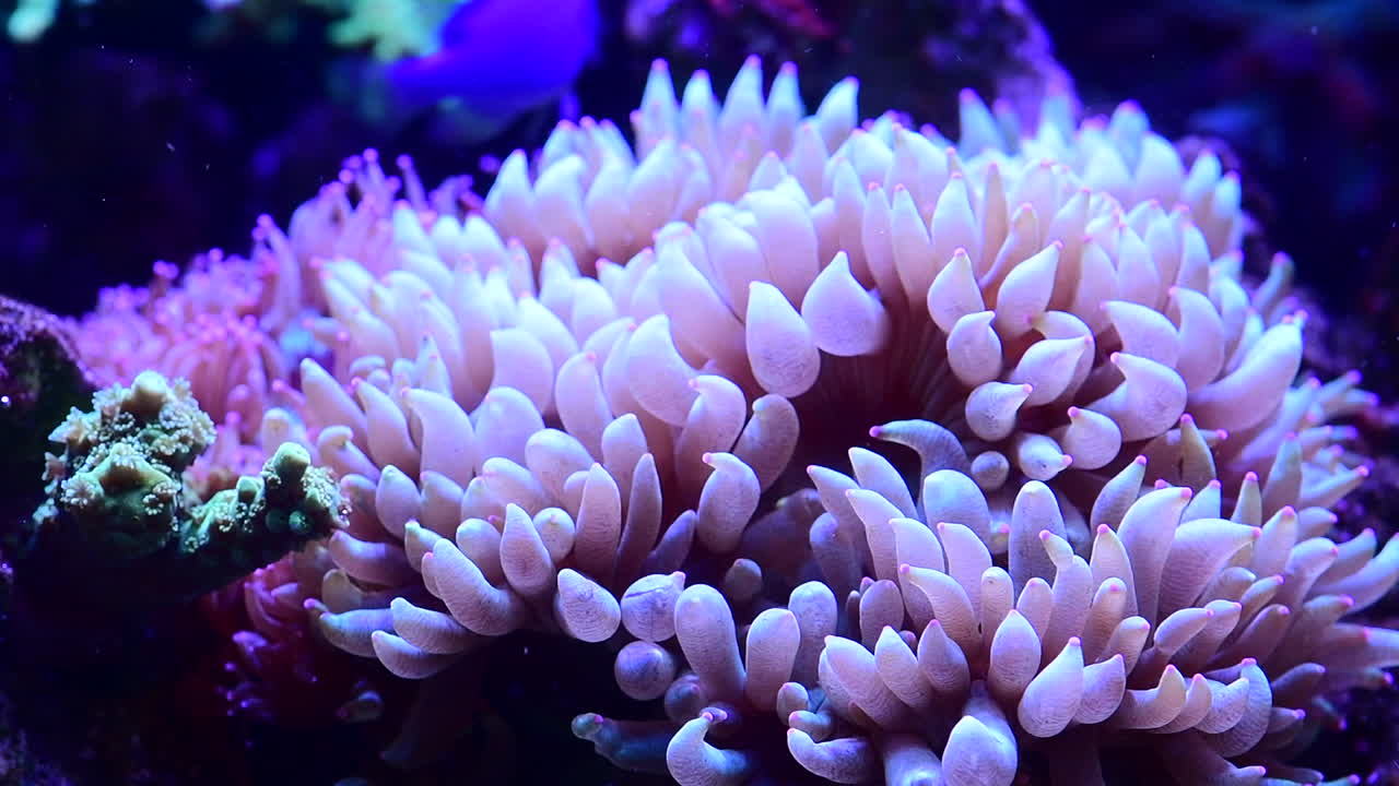 Il mio giardino acquatico