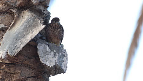 a kestrel sitting on the side of a palm tree on gran canaria