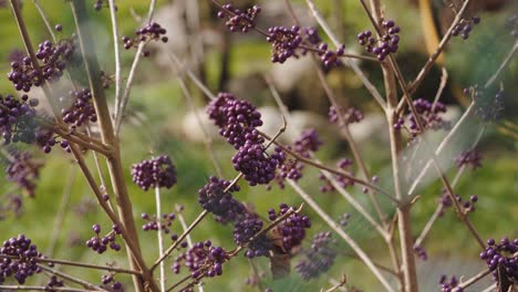 Nahaufnahme-Von-Zweigen-Mit-Schwarzen-Beeren