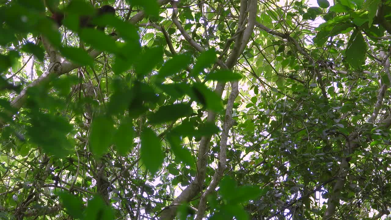 Brown monkey moving on tree branches in tropical forest, surrounded by green leaves and sunlight filtering through canopy