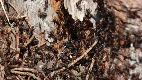 un grupo de hormigas se están arrastrando en un tronco
