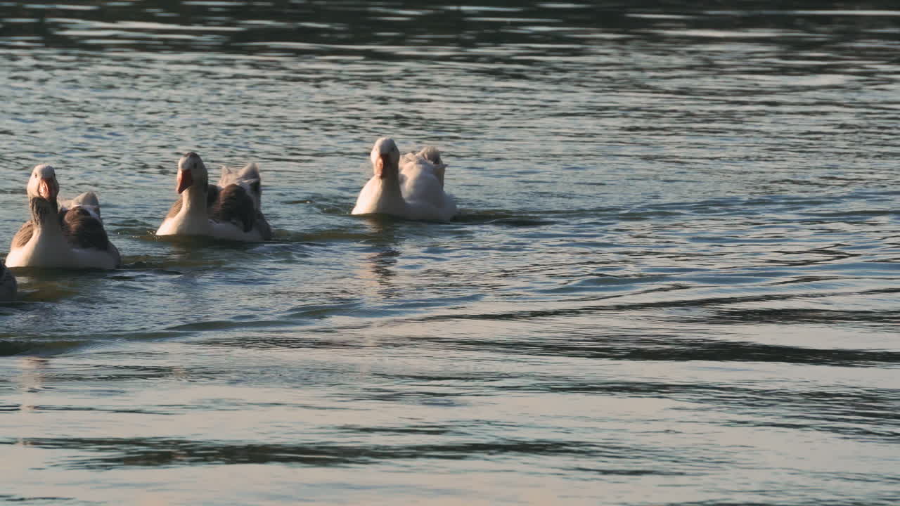 부에노스아이레스 팔레르모의 공원 호수에서 수영하는 기러기의 정적인 클로즈업 샷