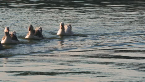 static close up shot of geese swimming in park lake in palermo, buenos aires