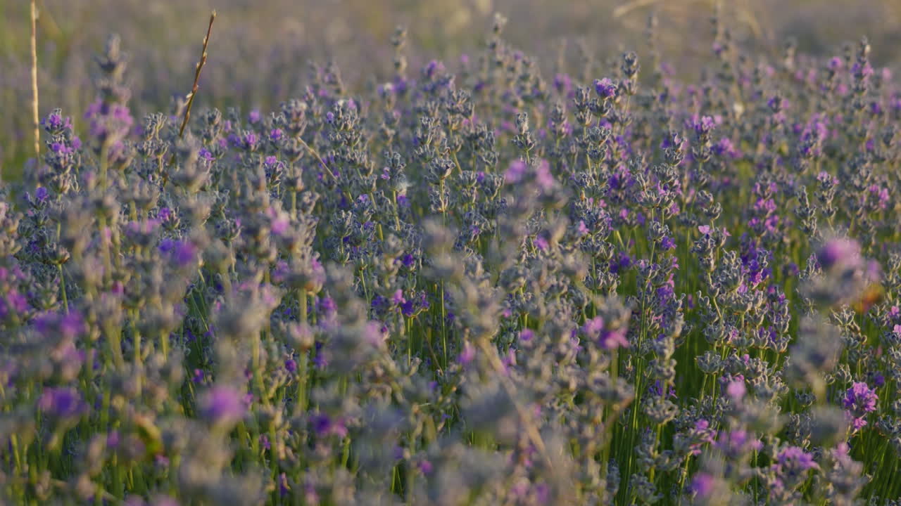 Un primo piano di un campo di lavanda al tramonto, con la telecamera che si muove a destra, una leggera brezza e la calda luce del sole che creano un'atmosfera estiva pacifica