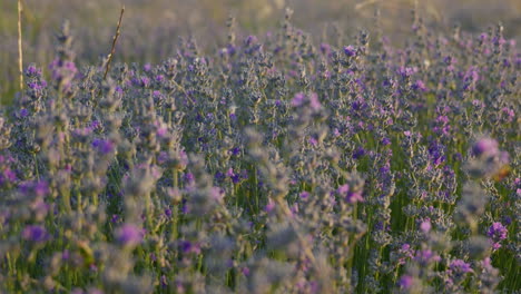 a close-up shot of a lavender field at sunset, camera panning right with soft breeze and warm sunlight creating a peaceful summer atmosphere