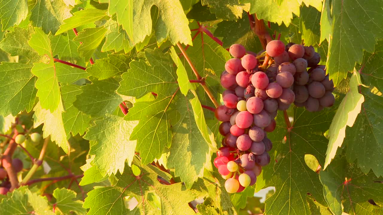 hermosas uvas crecen en una vid en un viñedo
