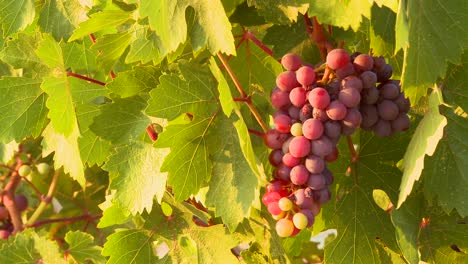 beautiful grapes grow on a vine in a vineyard