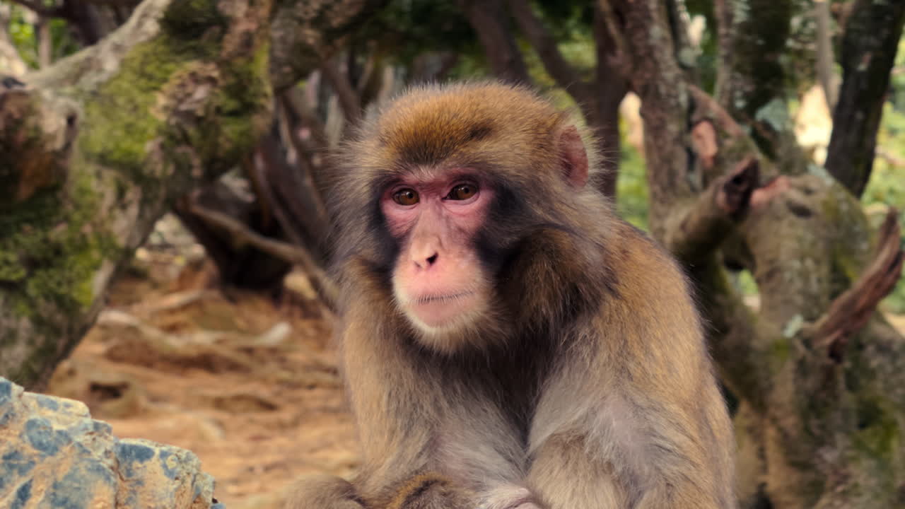 Detailed close-up of a Japanese macaque with soft brown fur and intense gaze, captured in its natural woodland environment
