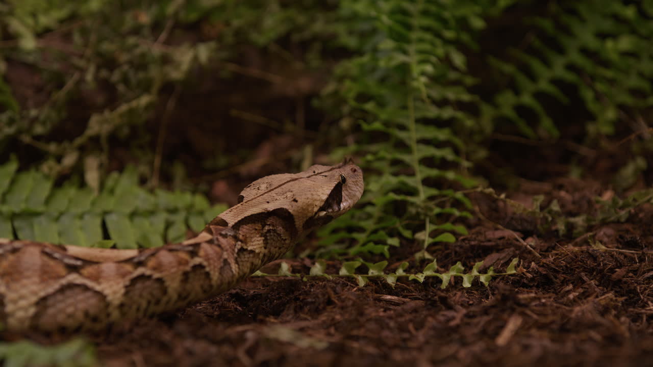 Gaboon viper stares out into bush area looking for prey