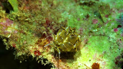 cyerce sp nudibranch butterfly nudibranch manado bay north sulawesi indonesia 25fps 4k