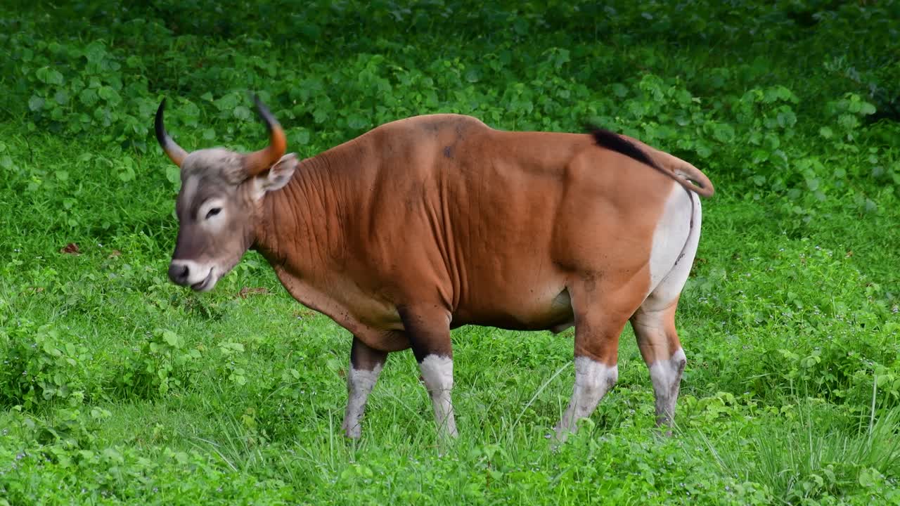 banteng 또는 tembadau는 동남아시아에서 발견되고 일부 국가에서는 멸종된 야생 소입니다.