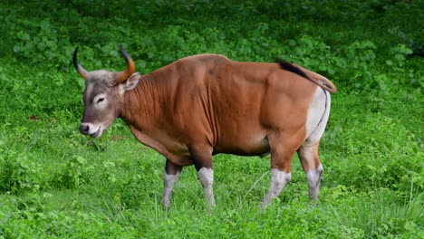 Banteng-Oder-Tembadau-Ist-Ein-Wildrind,-Das-In-Südostasien-Vorkommt-Und-In-Einigen-Ländern-Ausgestorben-Ist