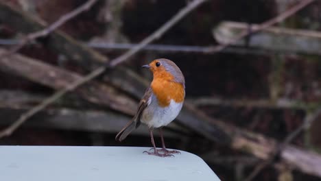 Robin-red-breast-bird-in-English-rural-countryside-garden-during-cold,-brisk-wintery-Christmas-season-day