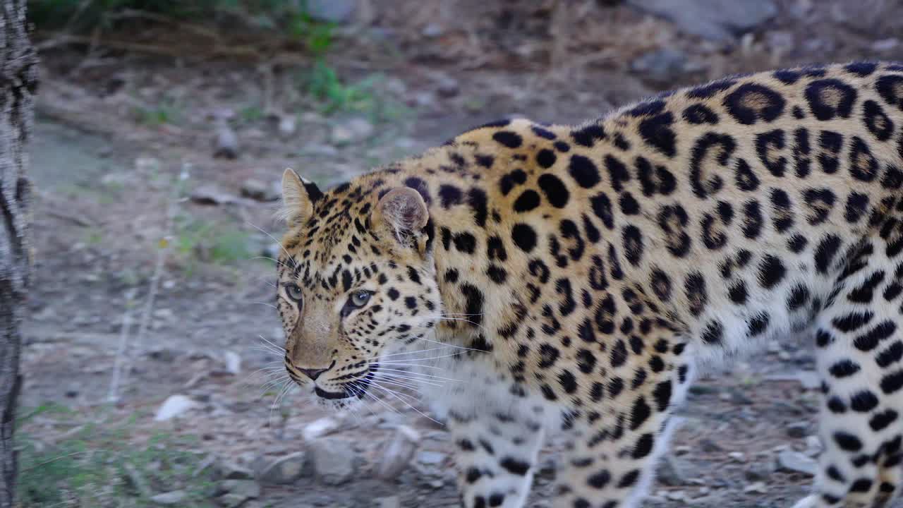 foto de seguimiento de un leopardo caminando por su recinto