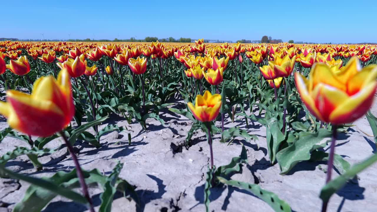 봄에 들판에 활기찬 노란색 꽃 튤립 불 날개와 함께 눈부신 빨강