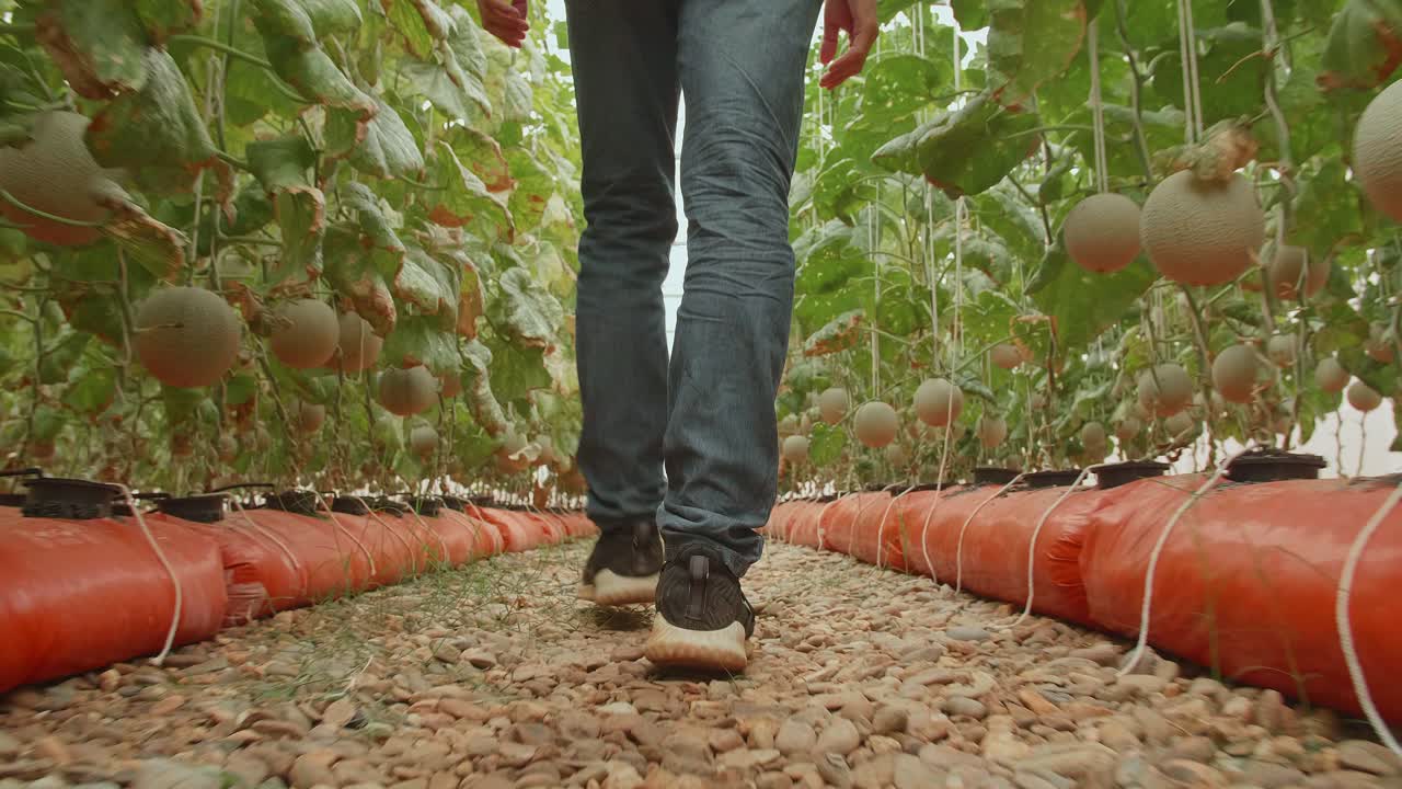 piernas de un granjero asiático caminando en la casa verde de la granja de melones