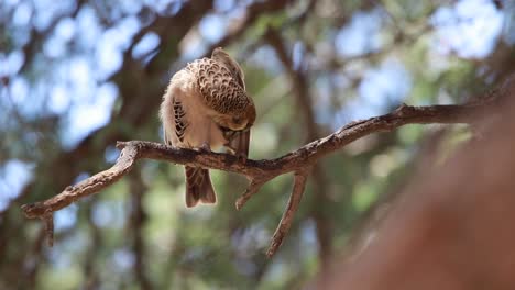 Ganzkörperaufnahme-Eines-Geselligen-Webers,-Der-Auf-Einem-Ast-Sitzt-Und-Seine-Federn-Putzt,-Kgalagadi-Transfrontier-Park