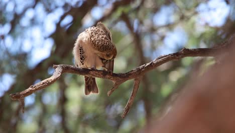 Close full body shot of a Sociable Weaver sitting on a branch and cleaning its feathers, Kgalagadi Transfrontier Park