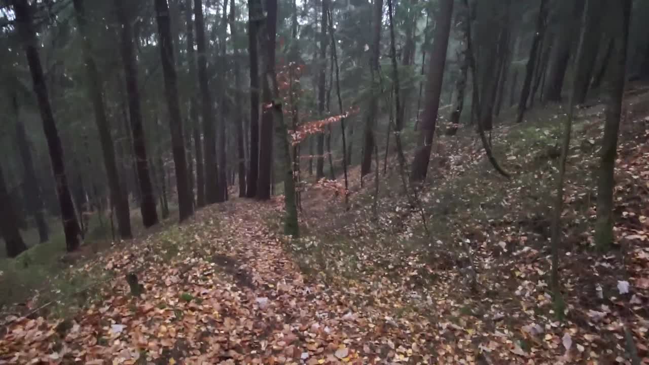 video en primera persona de pov de una caminata por el bosque en otoño cuesta abajo con hojas, árboles, arbustos, troncos, troncos, pasando por encima de obstáculos