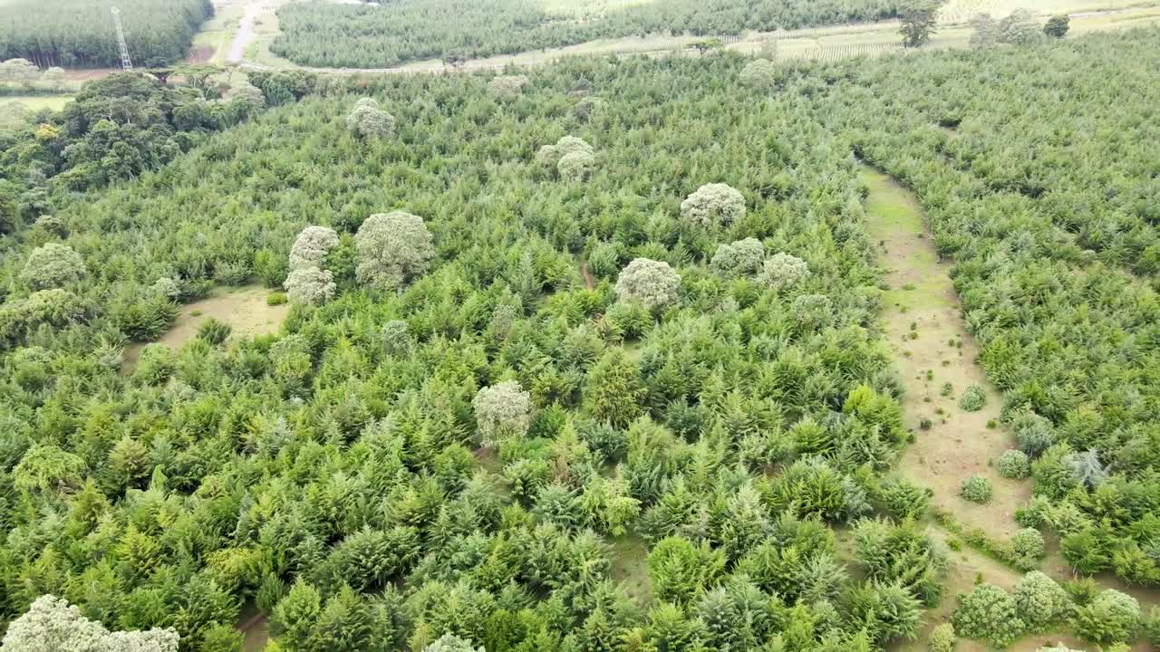 conservación de los bosques
