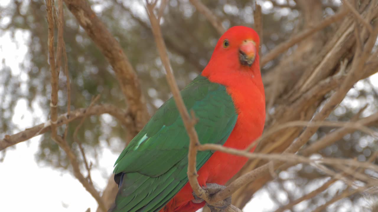 Australian King Parrot Sits On A Branch Of A Tree - Alisterus Scapularis. - close up