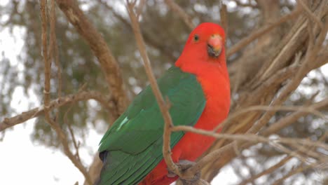 australian king parrot sits on a branch of a tree - alisterus scapularis. - close up