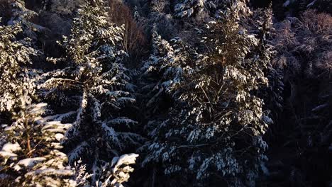 beautiful scenic aerial birdseye view of a winter forest in sunny winter day, trees covered with fresh snow, wide angle revealing drone shot moving backwards, camera tilt up