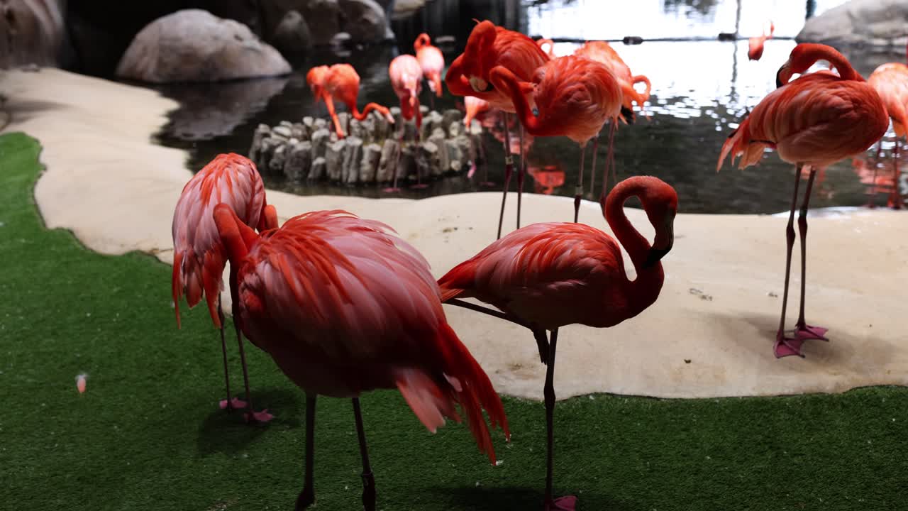 Gruppo di fenicotteri americani sta vicino a un lago riposando tranquillamente