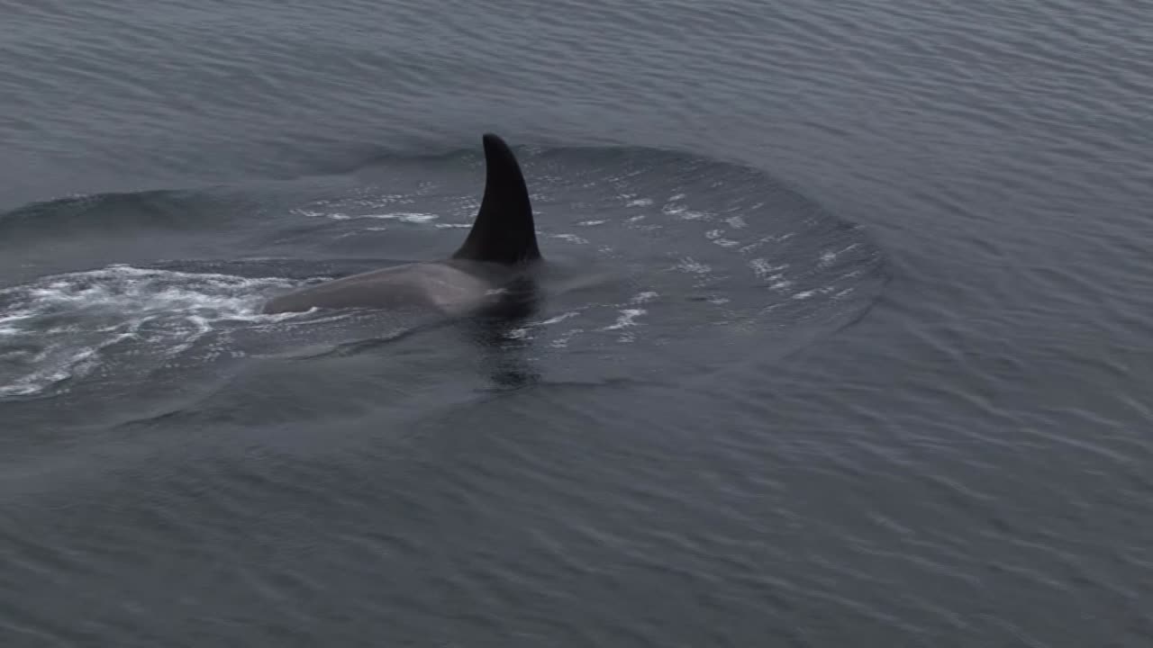 primer plano de una pequeña orca hembra o ballena asesina en las aguas de alaska