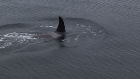 close shot of a small female orca or killer whale in alaska's waters