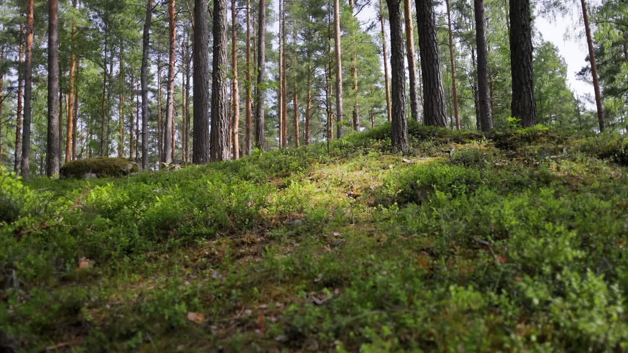 Una foresta verde lussureggiante con alti pini