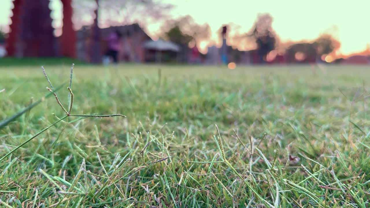 Low angle closeup shot of the grass lawn at the home garden
