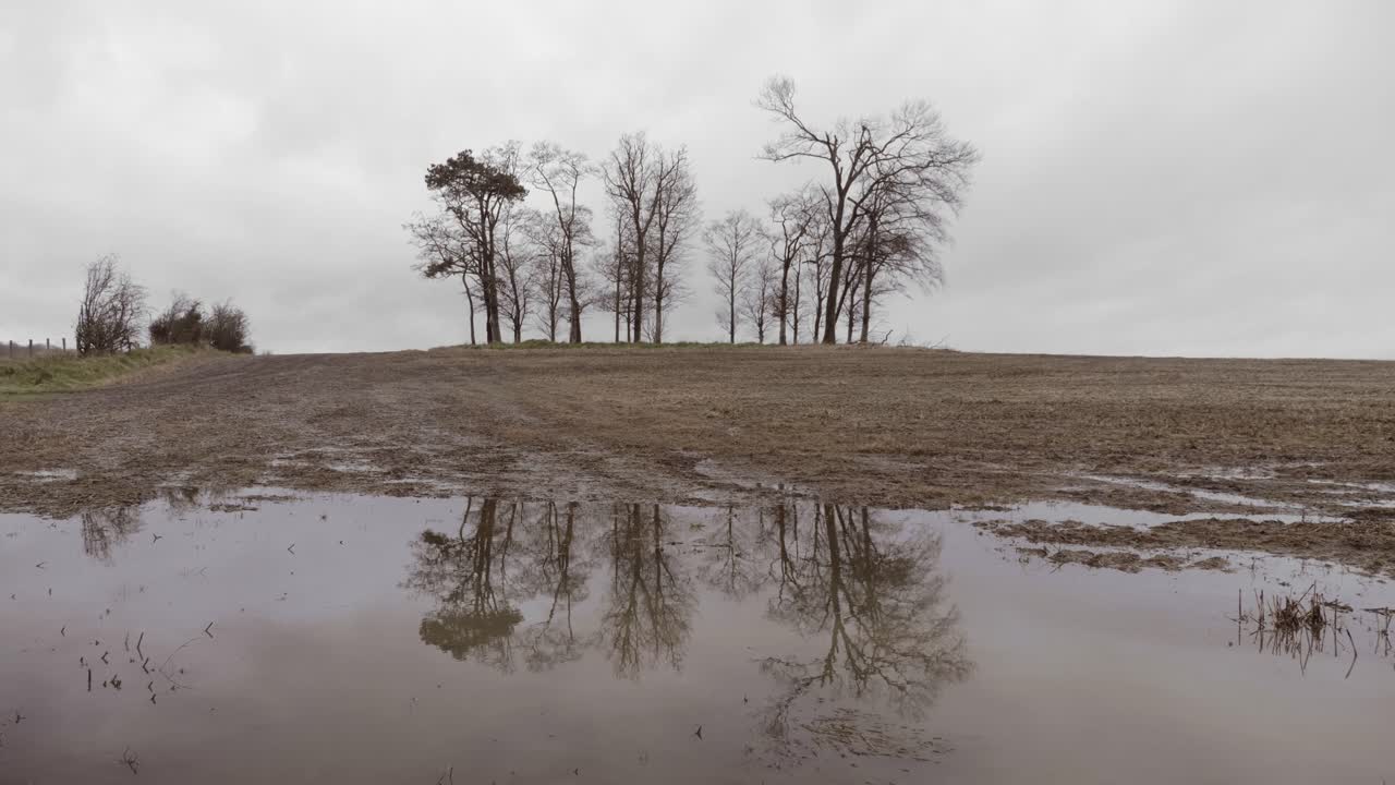 Bare trees reflecting in muddy puddle on cold autumn day, graded still shot