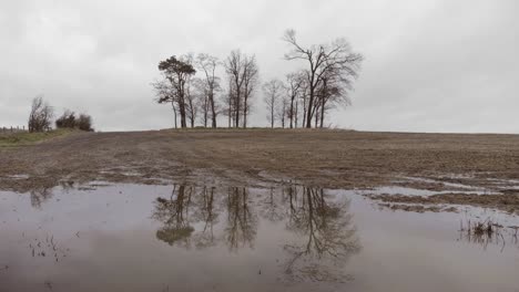 bare trees reflecting in muddy puddle on cold autumn day, graded still shot