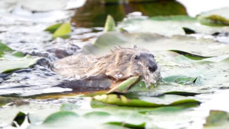 Eine-Bisamratte-Schwimmt-Hastig-Durch-Seerosen-In-Einem-Teich