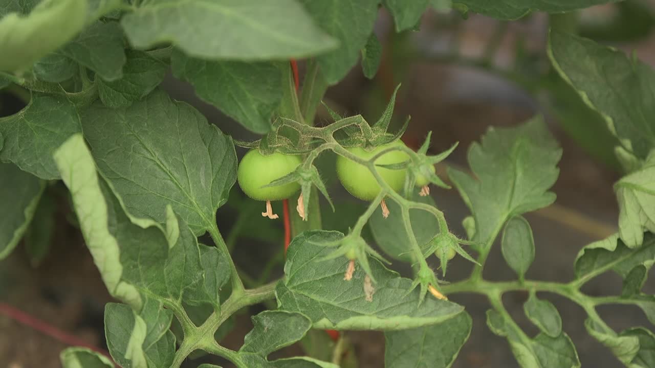 온실에서 채소 재배 및 점적 관개