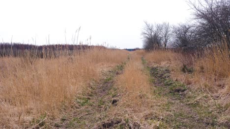 Road-through-the-dry-beige-reed-steams-on-the-wind,-reed-plants-near-the-lake-Liepaja-coastline,-calm-sunny-spring-day,-wide-shot