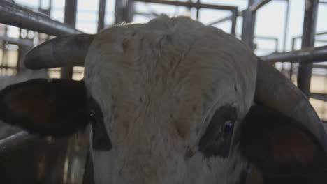 bull looks up and stares into the camera from a metal chute before a bull-riding rodeo in texas