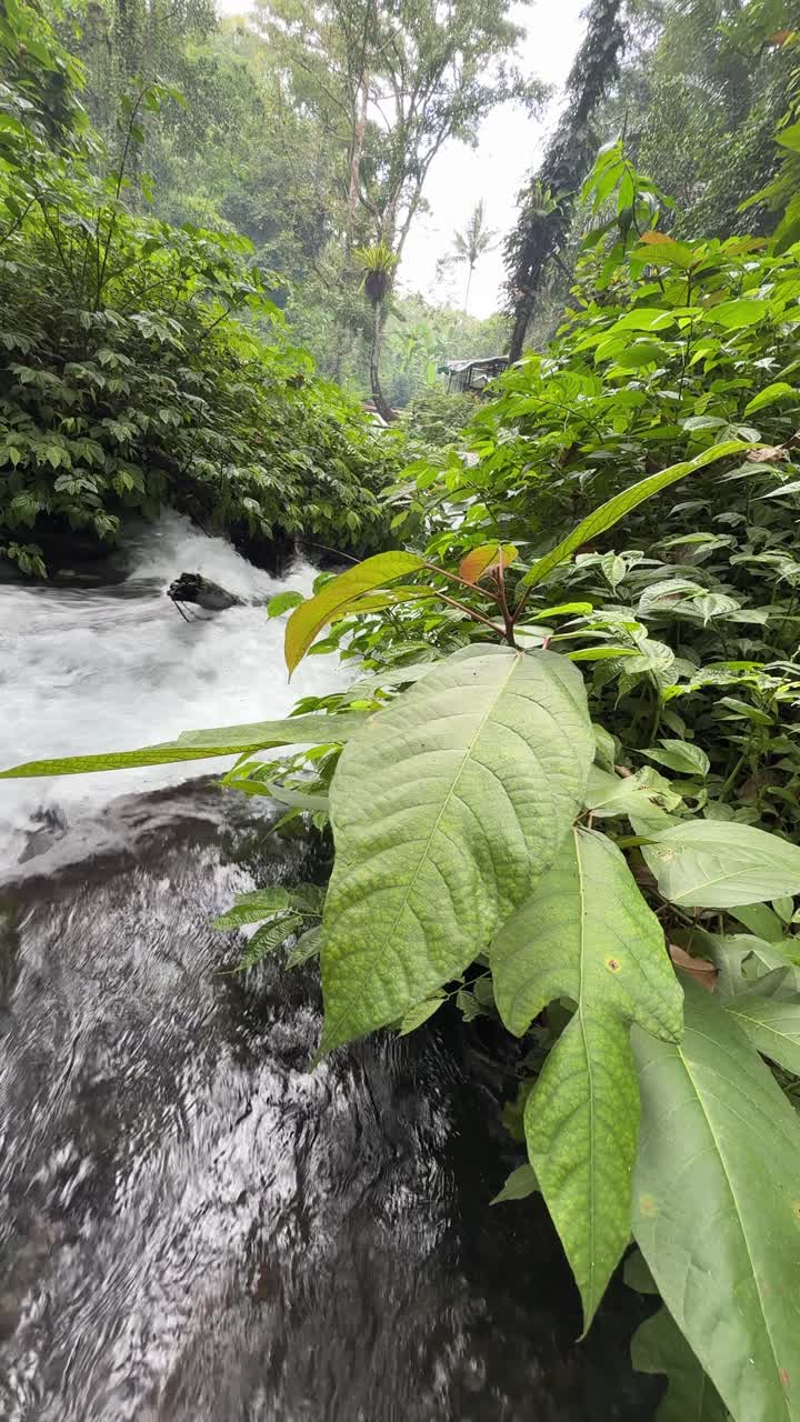 Exuberante bosque verde con un río sereno que lo atraviesa.