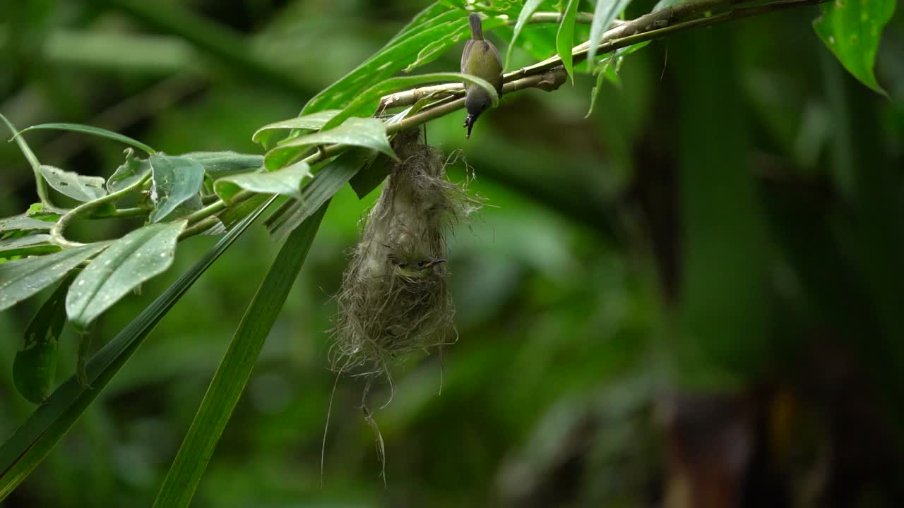 una hembra de pájaro sol de java la está alimentando en el nido
