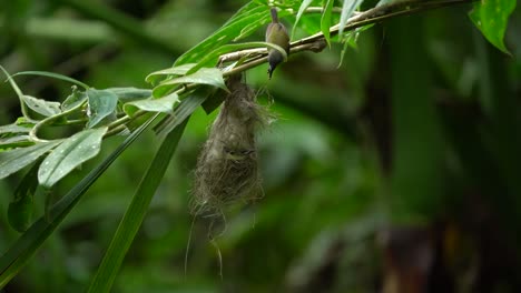 Ein-Weiblicher-Javanischer-Sonnenvogel-Füttert-Sie-Im-Nest