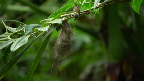 a female javan sunbird is feeding her in the nest