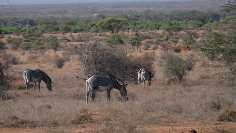 zebras in a kenyan national park