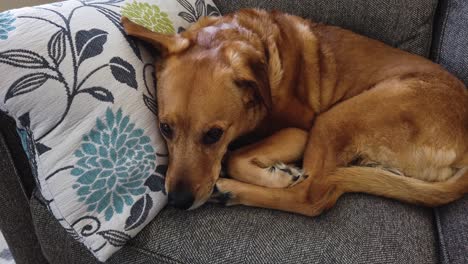 sad looking medium size brown pet dog curled up inside on gray couch, close up