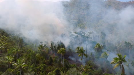 incendios forestales en bosques tropicales d, humo y animales en peligro de incendio - vista aérea