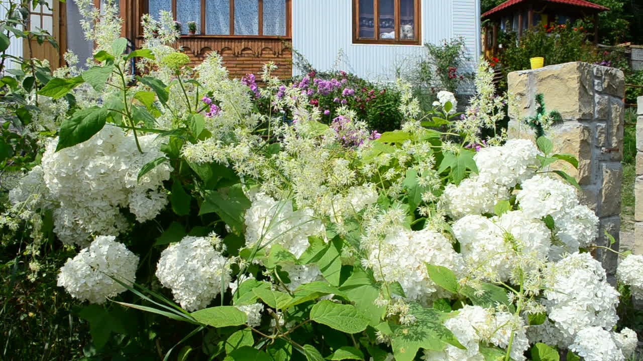 Summer and flowers. Flowers in a garden, near the house