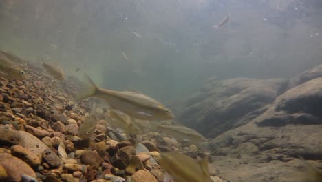 kaeng krachan national park is home to a lot of fantastic wild animals and the streams are life source of fresh water for animals to drink and for fish to swim around