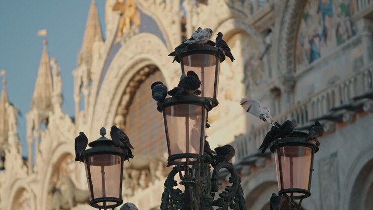 Pigeons on Streetlights in St. Mark's Square, Venice